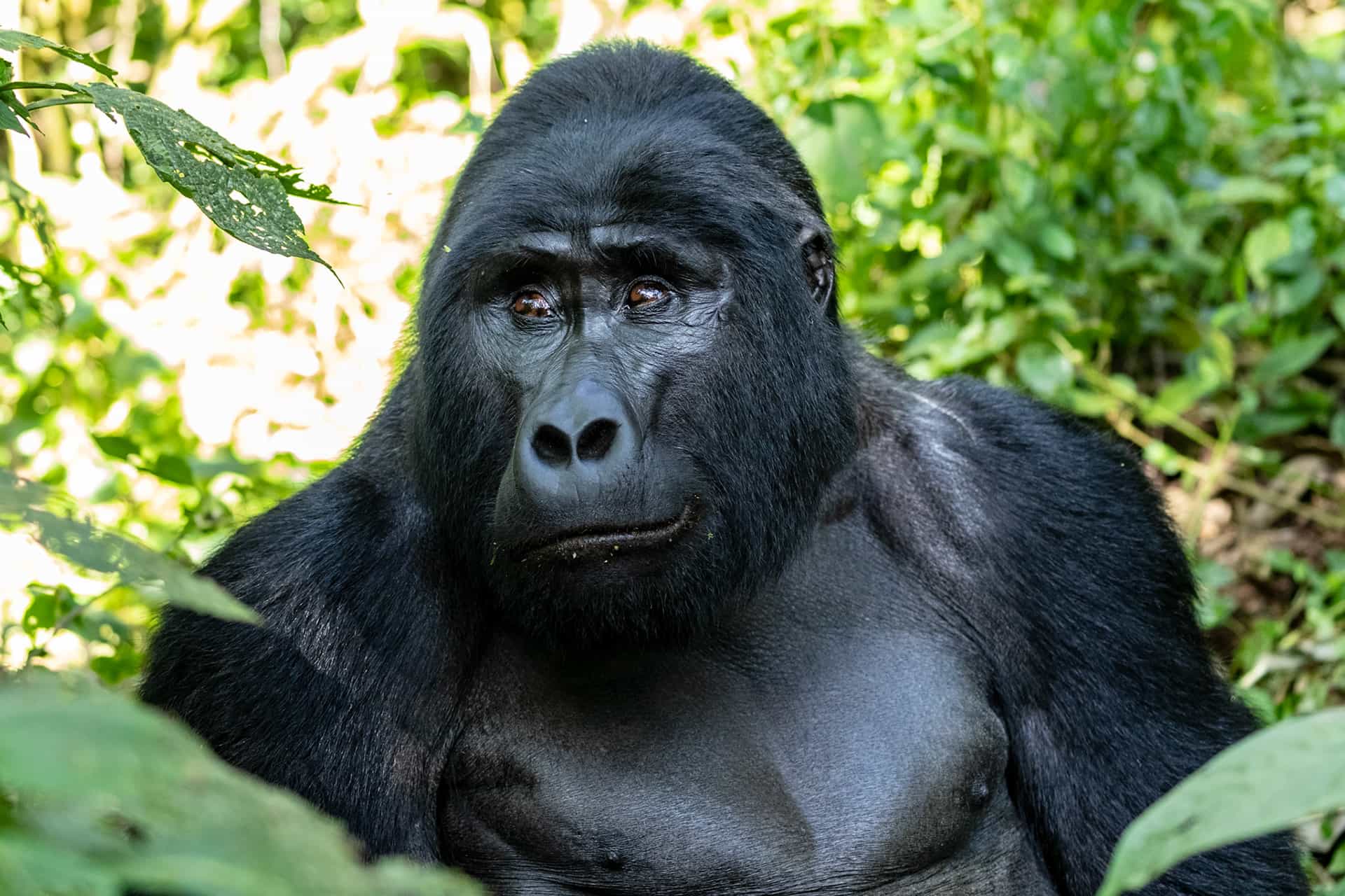 5 Day Gorilla Trekking and Wildlife Tour in Rwanda