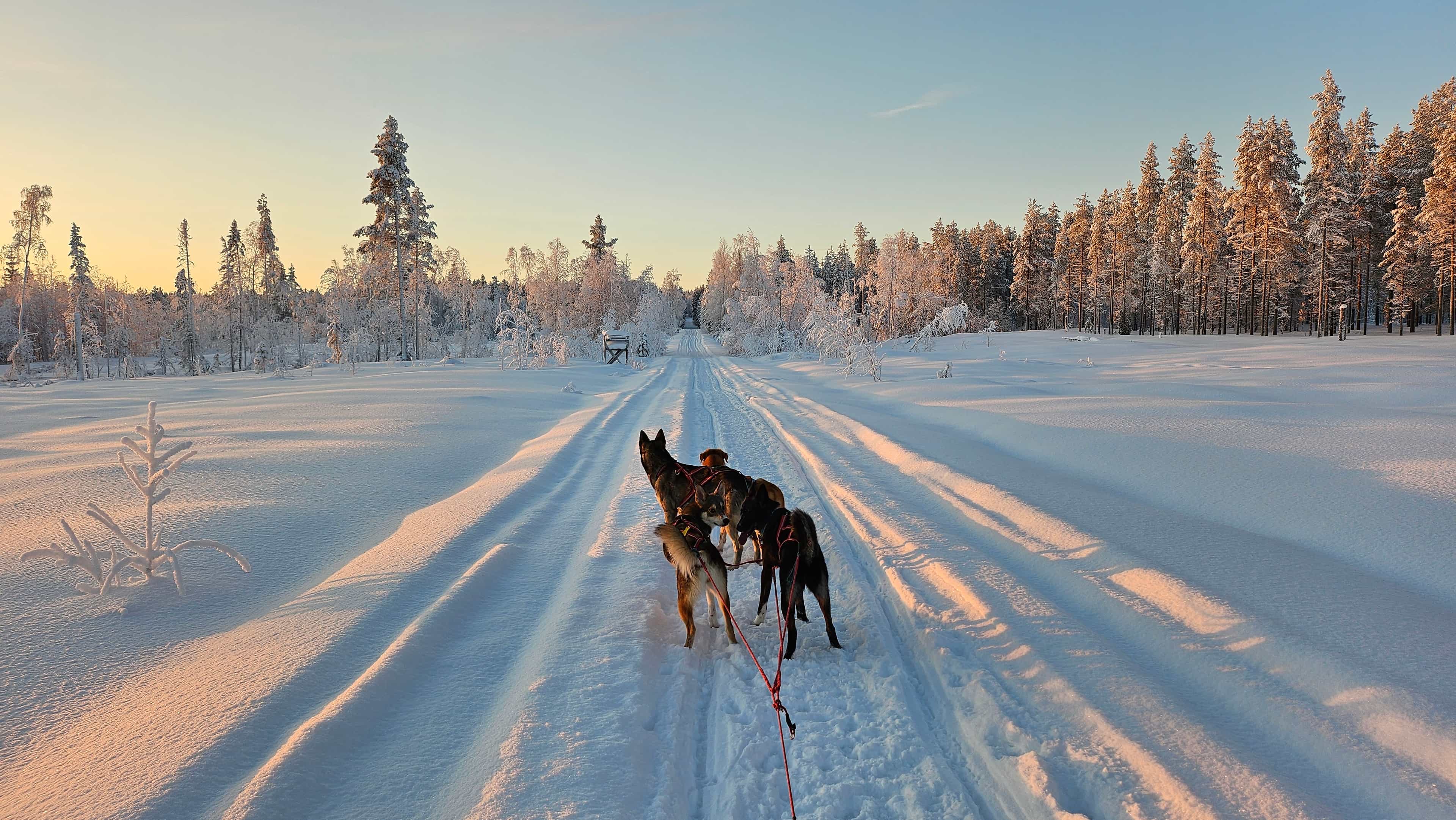 Goosefield Trail - Sleddog tour