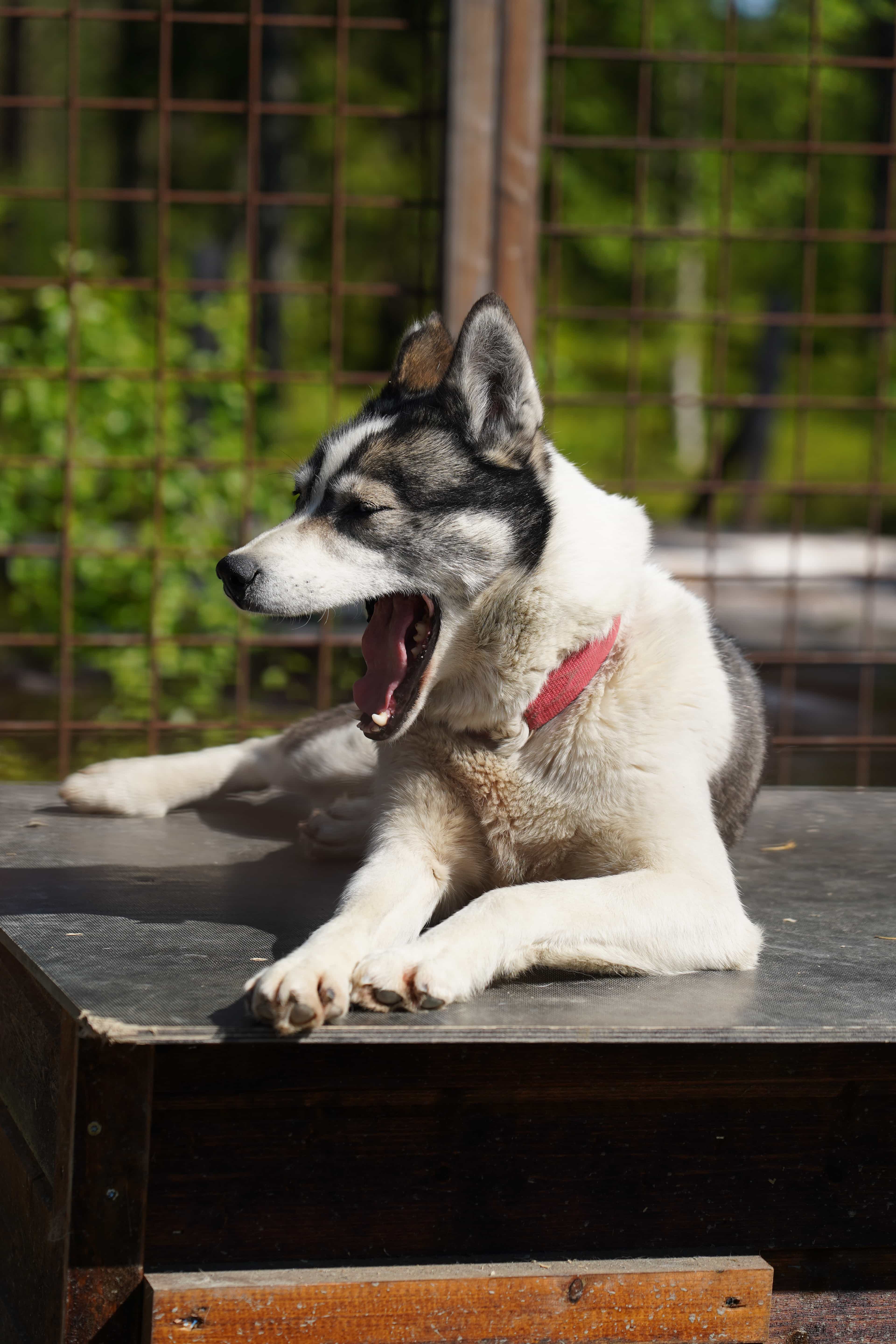 Pure husky kennel visit