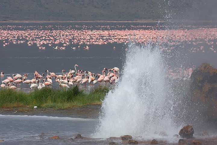 2 days,1 night Flamingo watching at Lake Bogoria and Lake Nakuru National Park