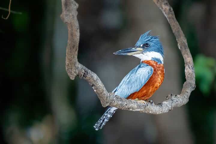 Amazon Jungle Experience 6D/5N at Amazon Peacock Paradise Ecolodge