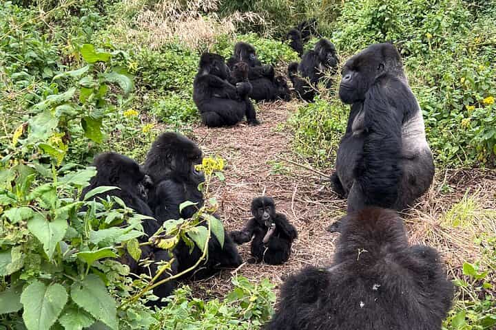 1-Day Rwanda Gorilla Trek & Dian Fossey Experience - Ellen Campus