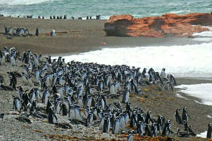 Ushuaia: Beagle Channel Navigation to the Penguin Colony