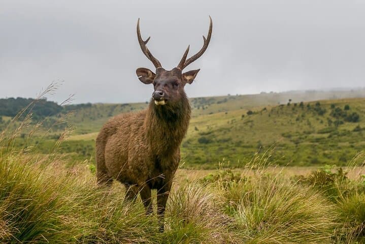 3 Days All Inclusive Kandy Nuwara-Eliya Tour From Colombo