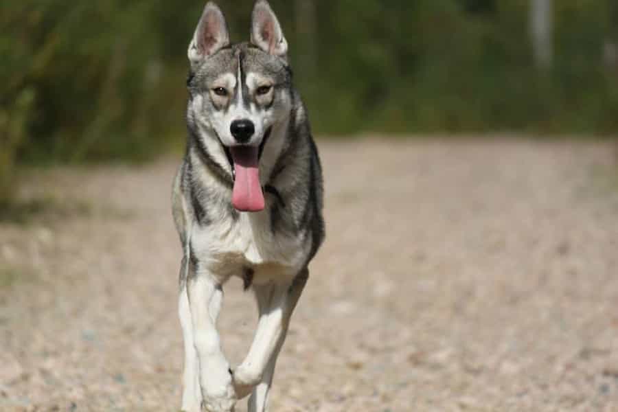 Husky kennel and walk with huskies to a forest kota with pancakes, Levi