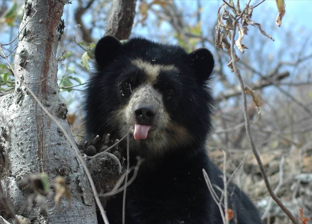 Chi-03 : Chaparri Ecological Reserve Escapade