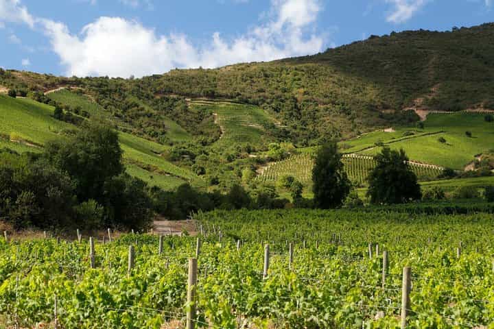 Full Day Guided Trip to Colchagua Valley - Visit to 2 Vineyards