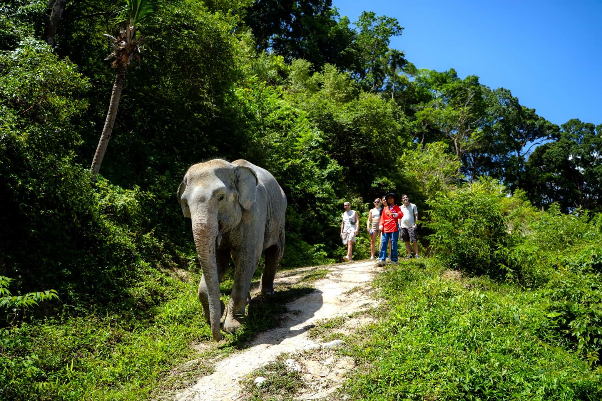 Patong Elephant Care Experience with Local Keepers