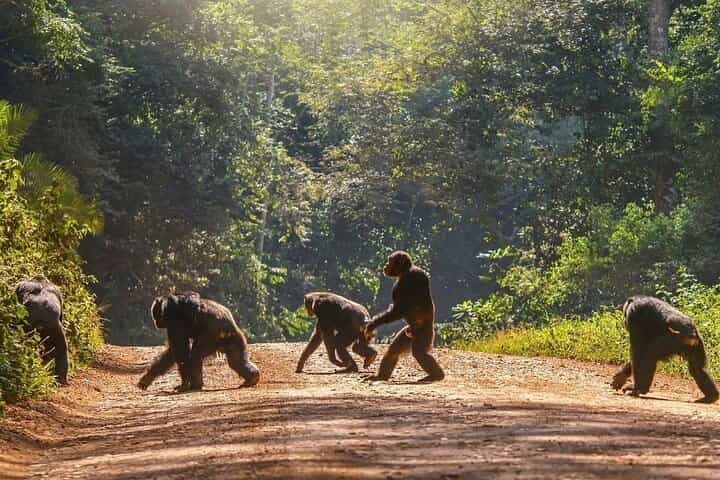 8-Day Private Uganda Safari Tour