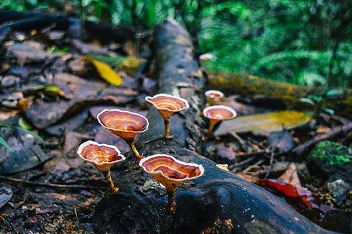 Day Trip to Kanneliya Rain Forest From Colombo