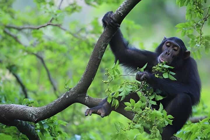 1 Day Chimpanzee Trekking Safari to Kibale National Park