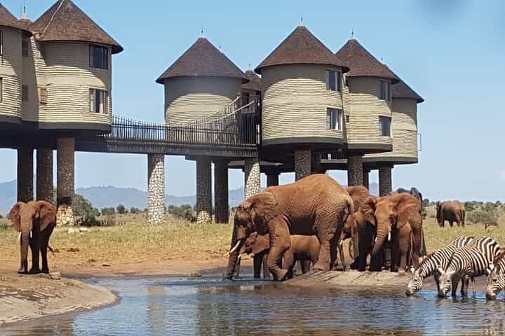 Overnight Safari To Saltlick Lodge from Mombasa