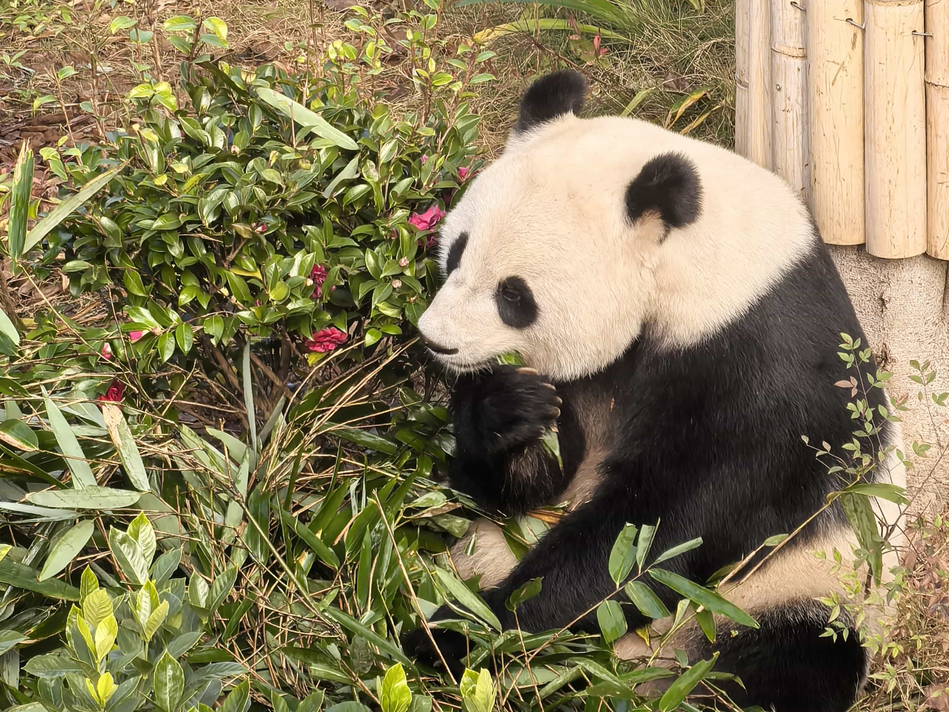 A Panda-Themed Adventure for Families