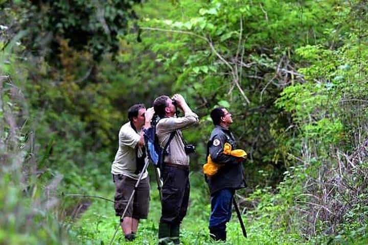 Half Day Birdwatching in Cerro Blanco from Guayaquil