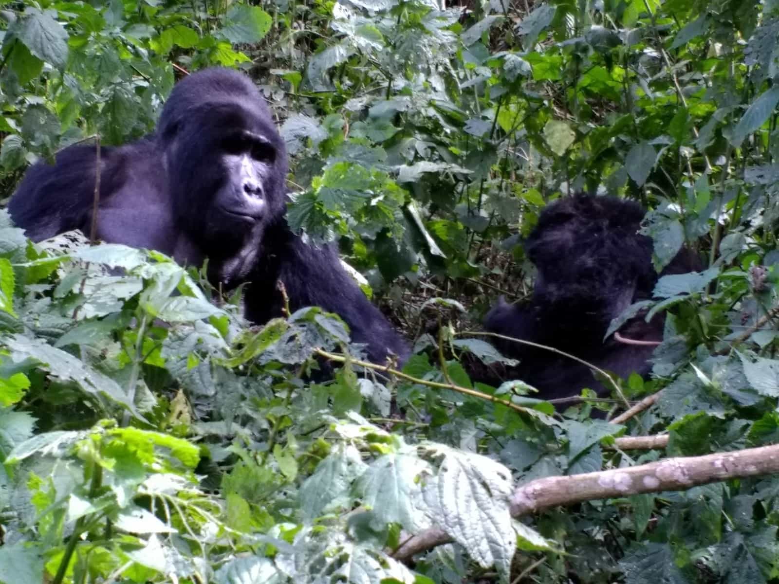 One day Gorilla Trek-Mghahinga Experience
