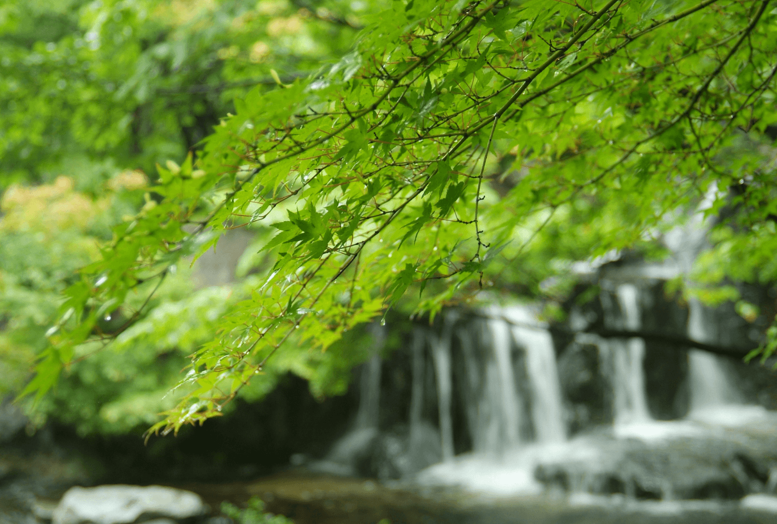 Sacred Serenity in Nagoya | Atsuta Shrine & Shirotori Garden Tour