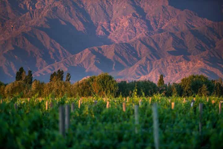 Cafayate Wine Trail Excursion: Explore Salta's Vineyards