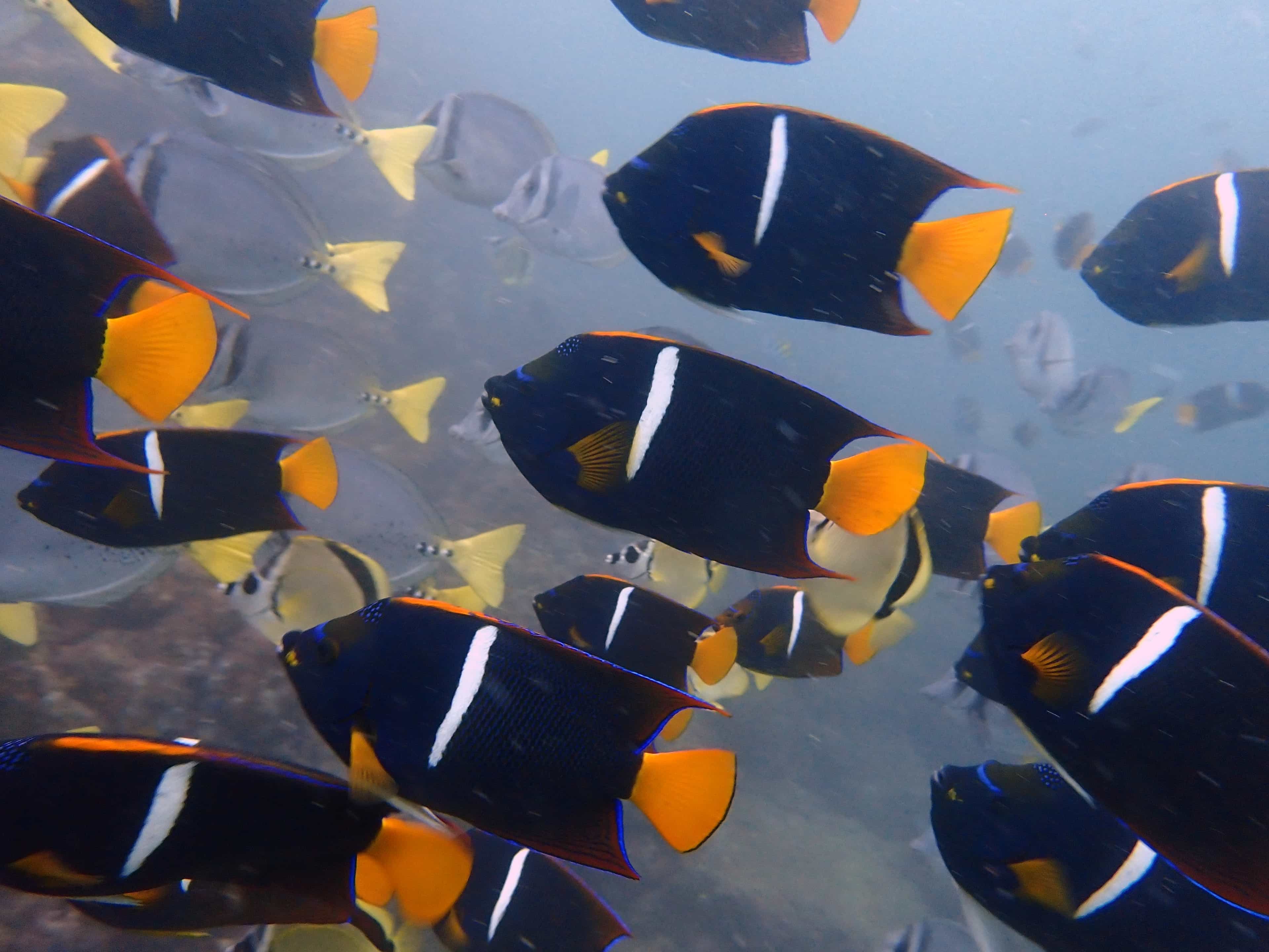 Try Scuba Diving/Basic Diver (TSD)