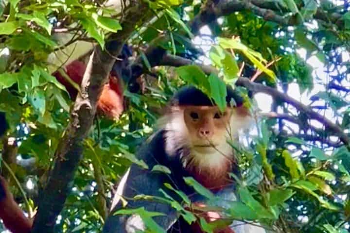Son Tra: Ban Co peak; red-shanked douc langurs and Lady Budha