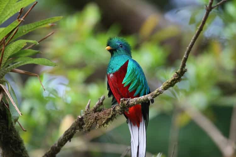 Monteverde Cloud Forest Experience / from Jaco