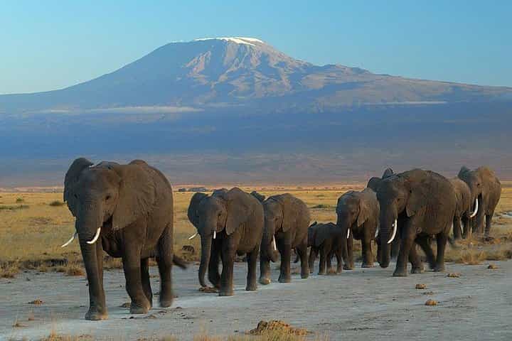 Overnight Amboseli National Park Safari from Nairobi