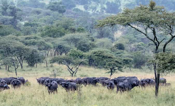 3-Day Unmatched Wonders of Volcanoes and Akagera NP