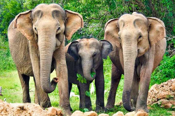 Yala National Park Safari from Udawalawe