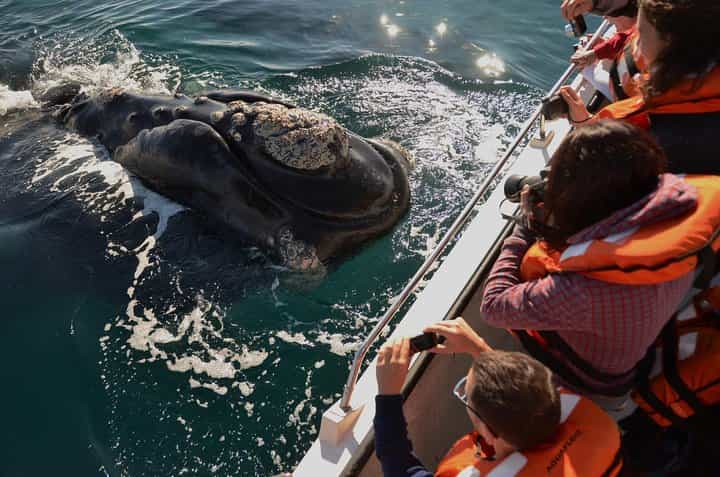 Peninsula Valdes Tour from Puerto Madryn With optional Whale Watching