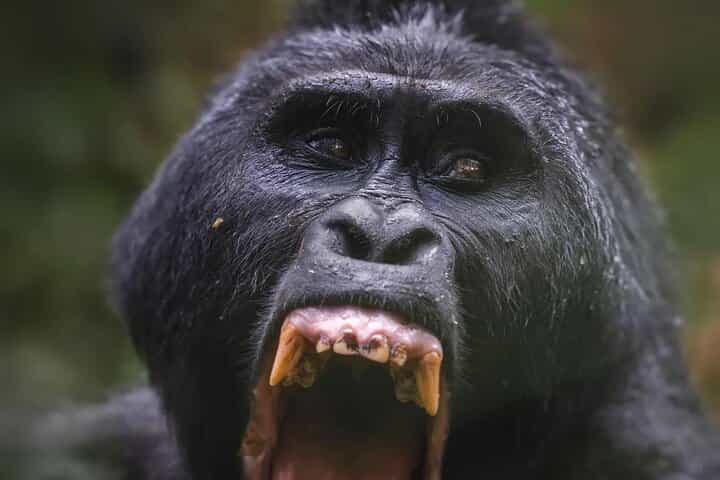 4-Day Uganda Gorillas, Wildlife, and Kalinzu Chimp Trekking