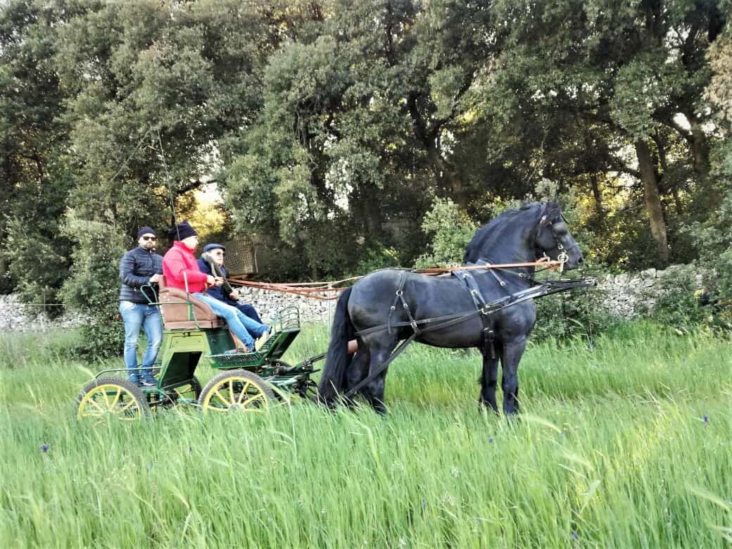 Passeggiata in carrozza tra gli uliveti millenari di Puglia