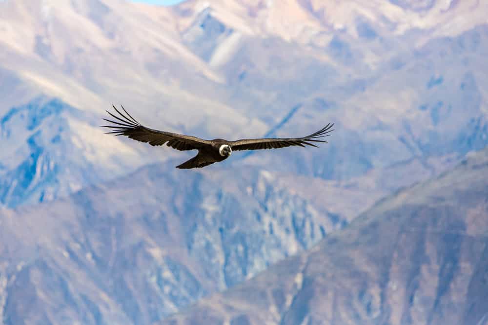 Are-02 : Colca Canyon Day Tour