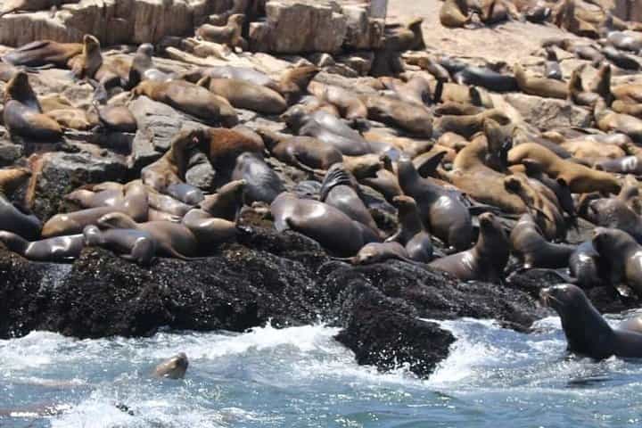 Palomino Islands Sea Lion Swimming Tour