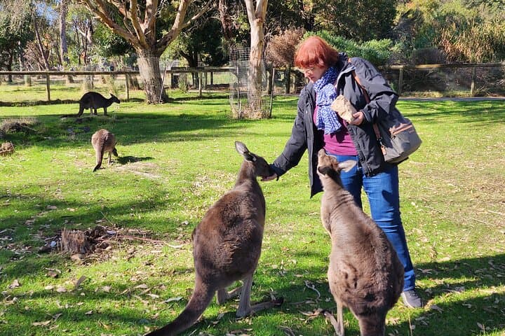 Adelaide Hills Cleland Wildlife & Hahndorf Premium Day Tour