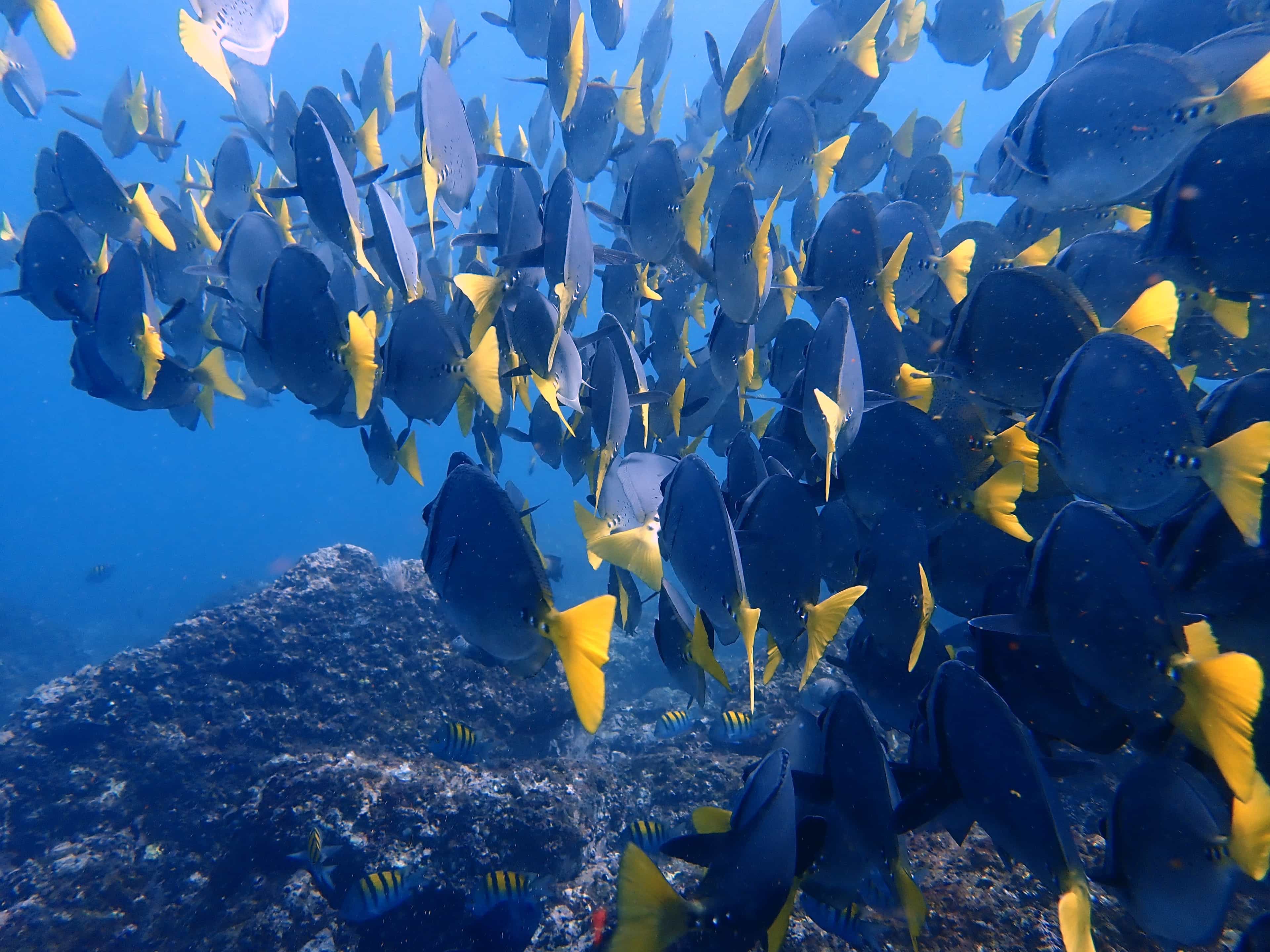FunDive Catalina Islands (certified divers only)