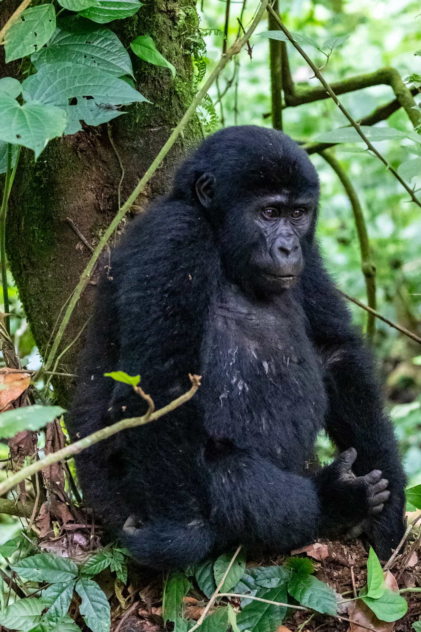 2 Days Rwanda Gorilla Trekking Adventure