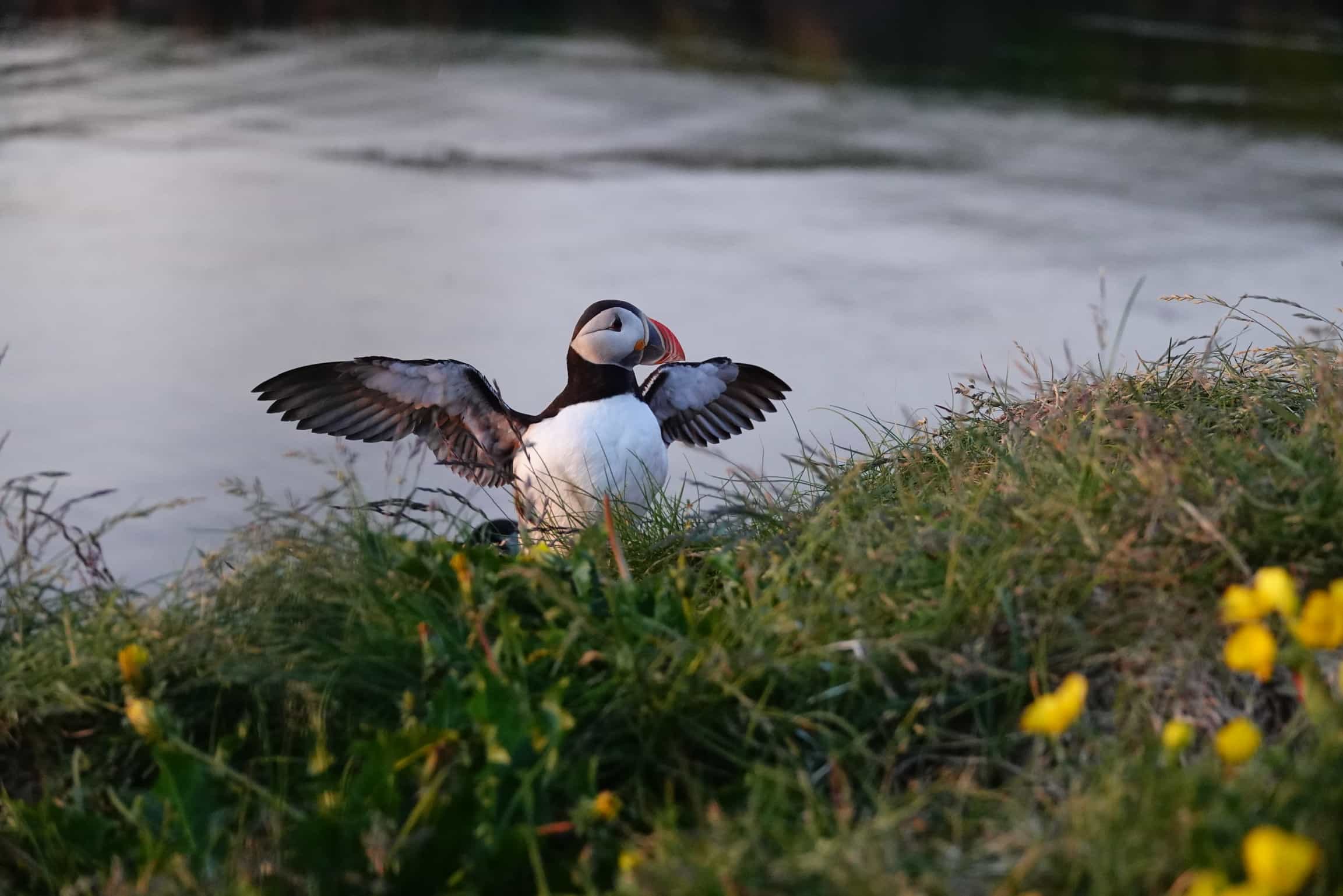 Puffin Capital