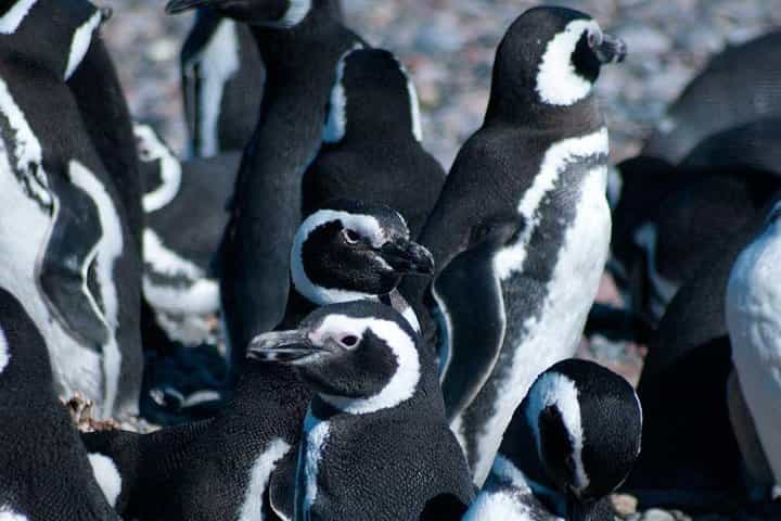 Martillo Island: Boat Trip to the Penguin Colony & Beagle Channel