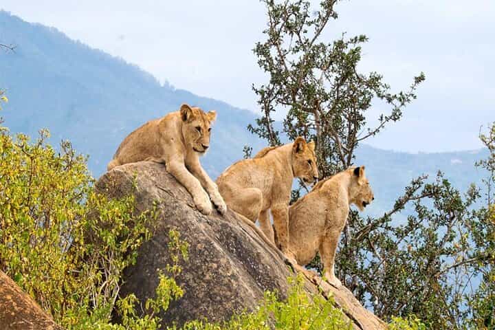 4 Days, 3 Nights - Best thing to do Tsavo East/West and Amboseli