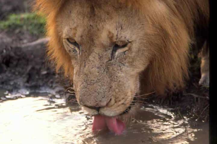 Tanzania 4 Days 3 Nights Budget camping safari to Serengeti and Ngorongoro