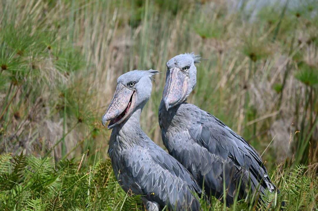 13 Day Uganda Birding, Gorilla Safari and Lake Bunyonyi Safari