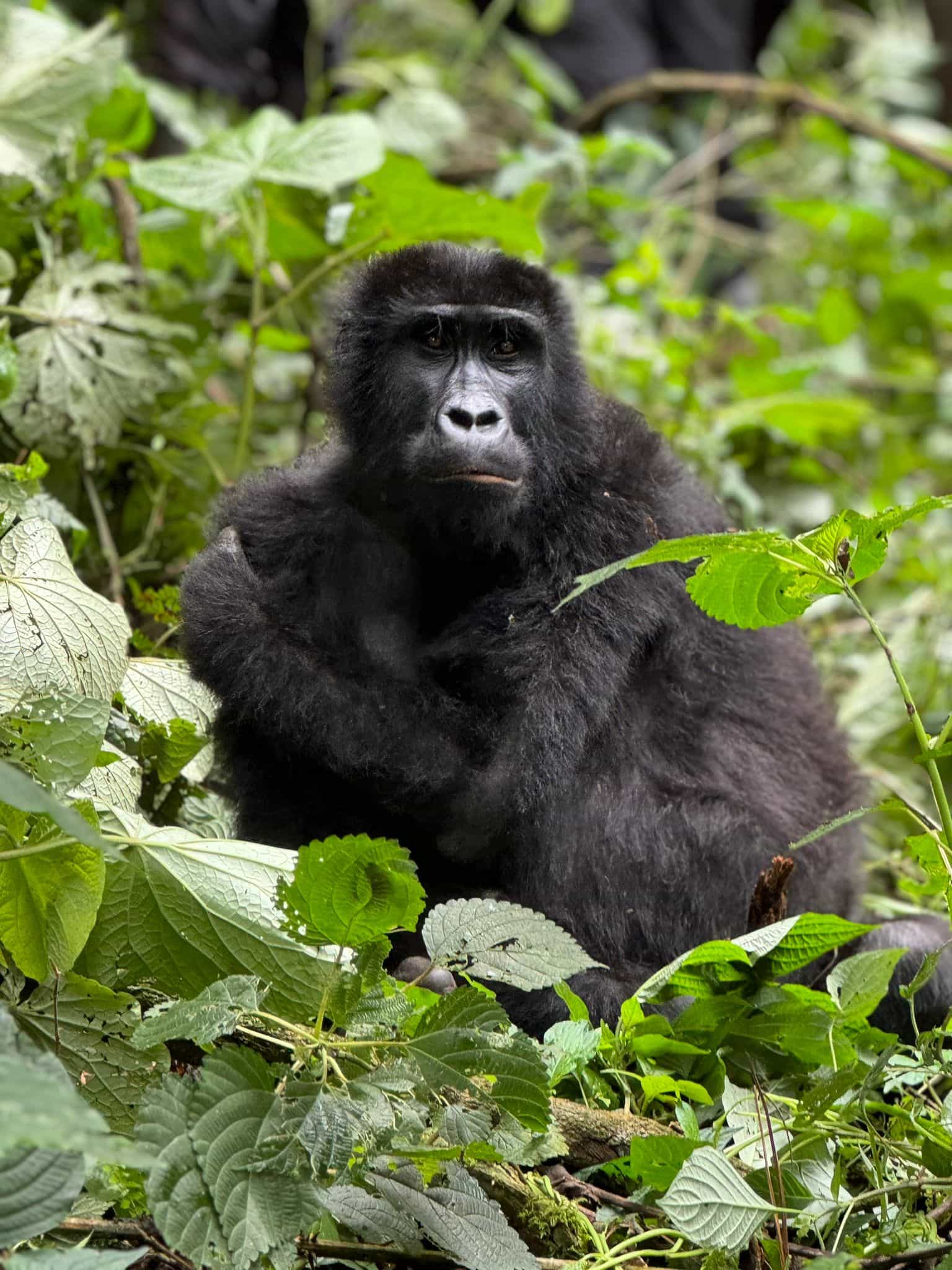 6-Day Uganda Budget Safari & Gorilla Tour