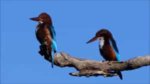 04 Day Tour From Galle ( Without Accommodation)