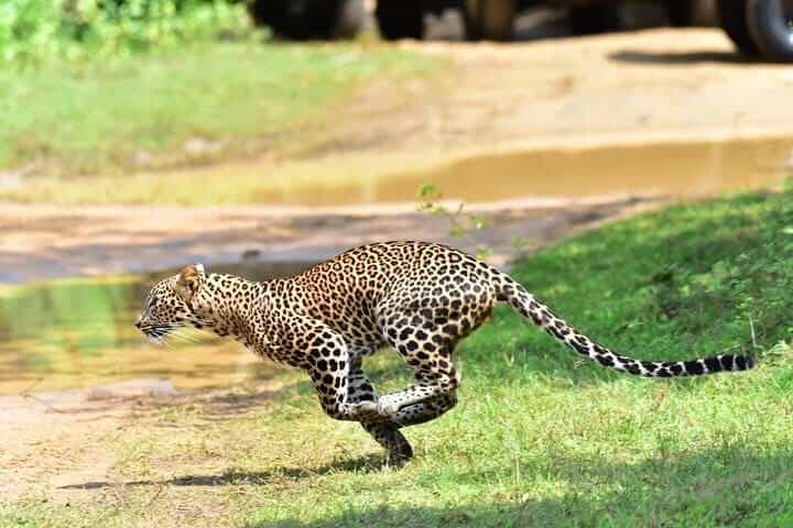Wilpattu Half Day Safari from Sigiriya