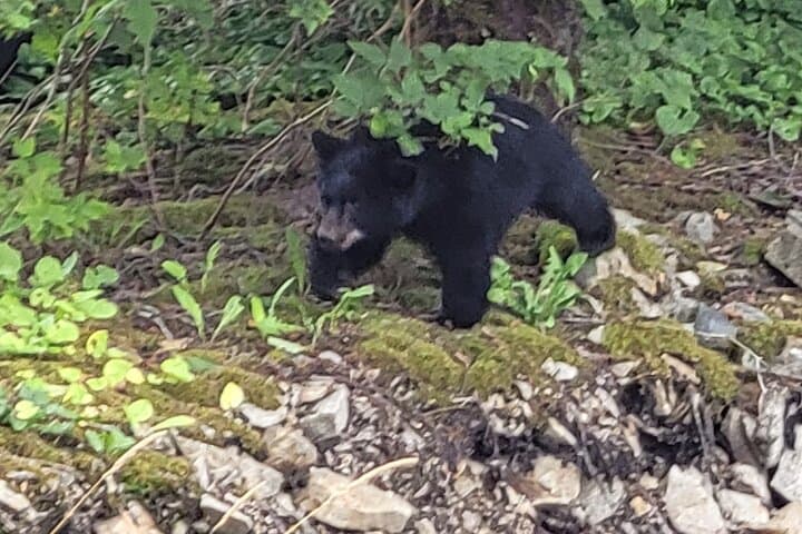 Alaska Wildlife Waterfall Tours