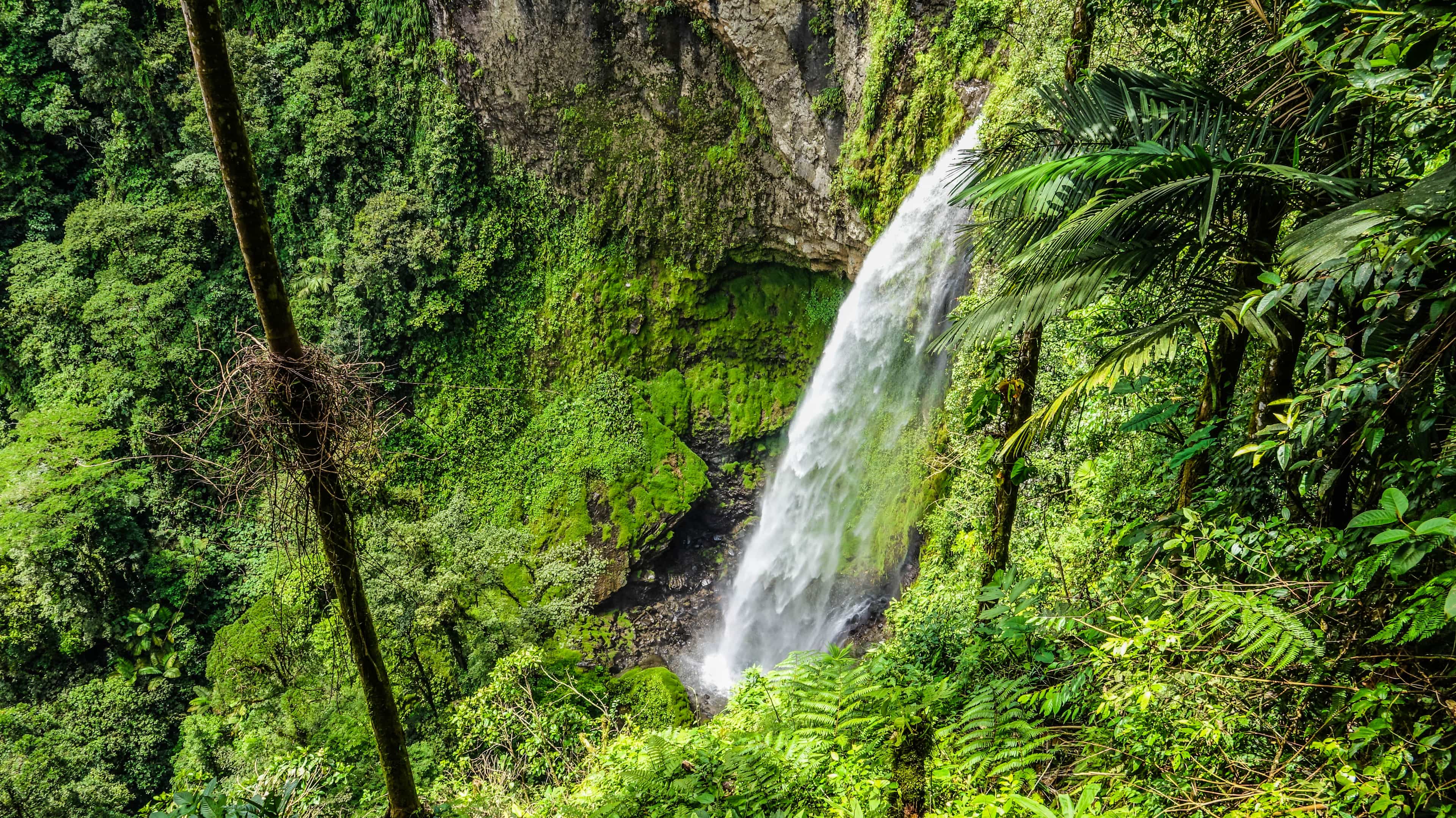 Children's Eternal Rainforest Expedition