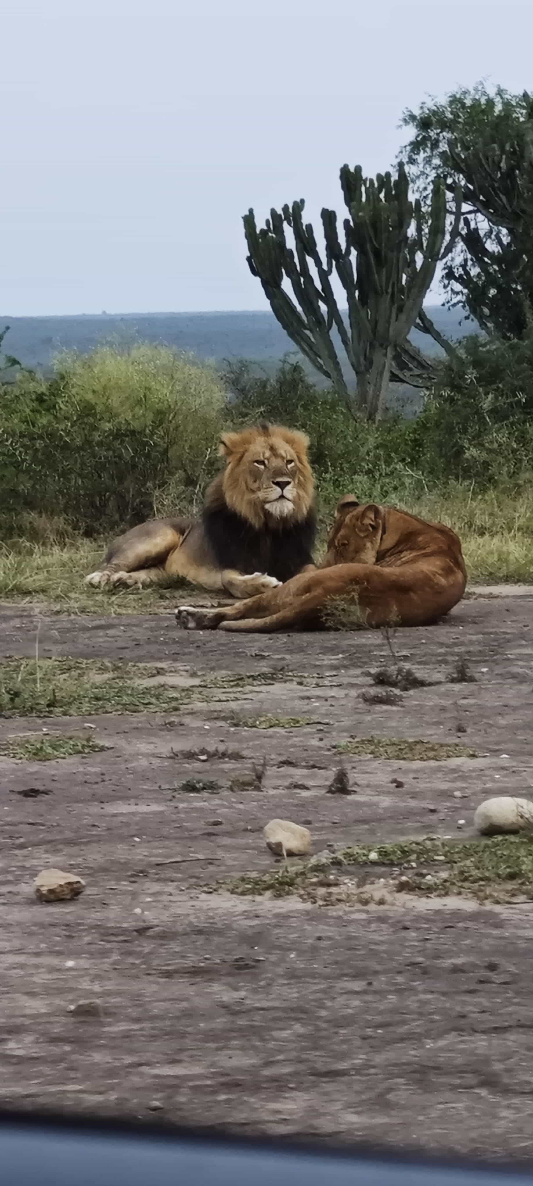 11-Day Ugandas Flyin Primates and Wildlife Luxury Safari