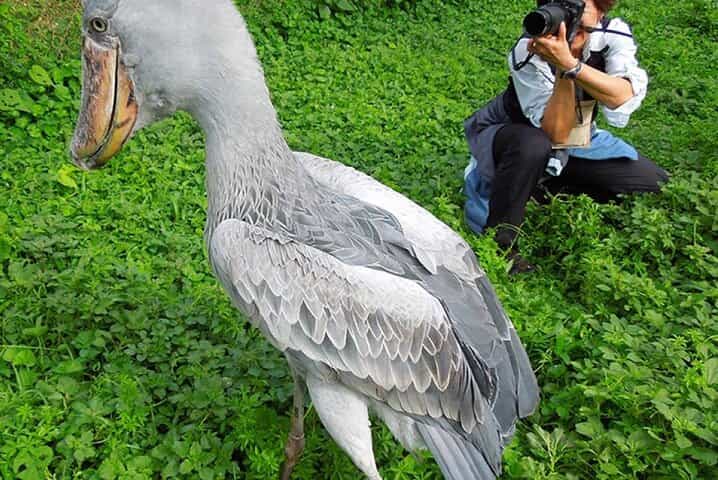 1 Day Shoebill Stork and Birding Experience 1 Day Shoebill Stork and Birding Experience
