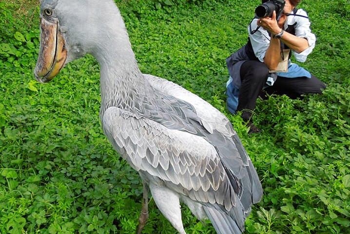 1 Day Shoebill Stork and Birding Experience 1 Day Shoebill Stork and Birding Experience