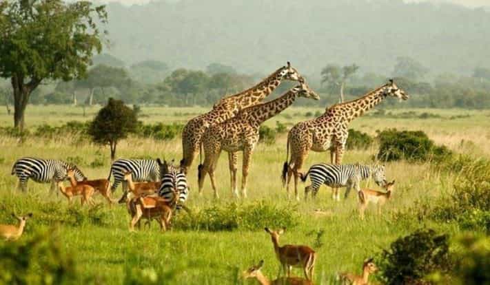 13-Day Thrilling Adventure Through Rwanda and Uganda 13-Day Thrilling Adventure Through Rwanda and Uganda