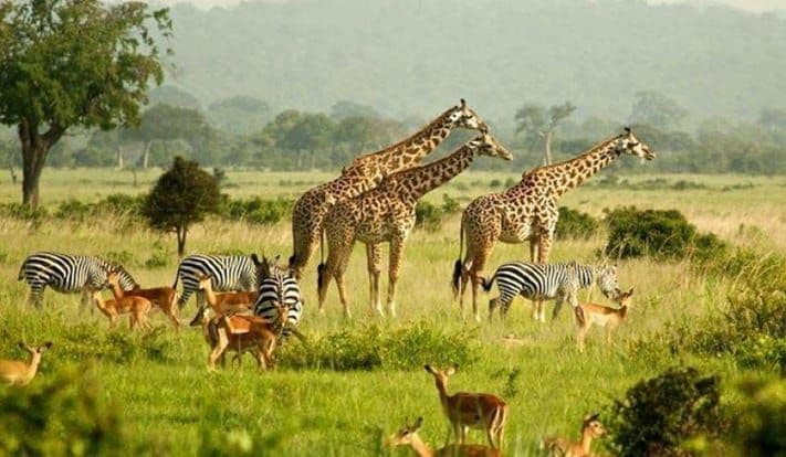 13-Day Thrilling Adventure Through Rwanda and Uganda 13-Day Thrilling Adventure Through Rwanda and Uganda